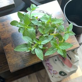 Photo of the plant species Peppermint by @SugarOakfern49 named James Dean on Greg, the plant care app