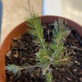 Photo of the plant species Eastern Spruce by @FlyingPetunia20 named Gates on Greg, the plant care app