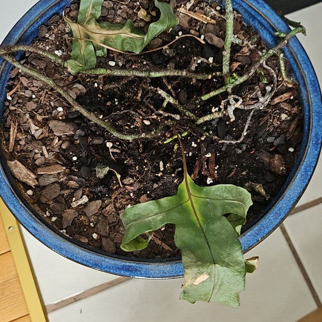 Photo of the plant species Kangaroo Paw by @LikelyDuwei84 named Roo on Greg, the plant care app