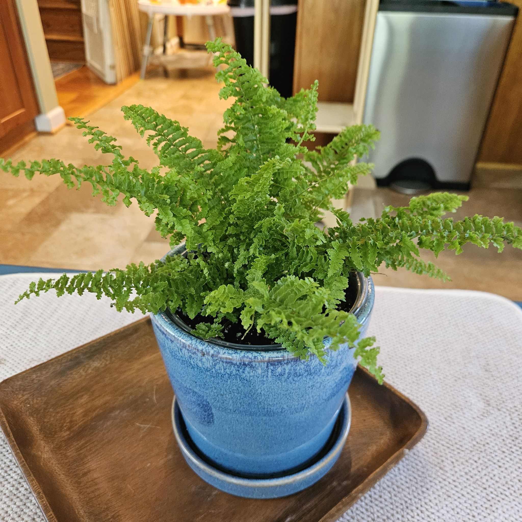Photo of the plant species Cotton Candy Fern by @LikelyDuwei84 named Fern Brady on Greg, the plant care app
