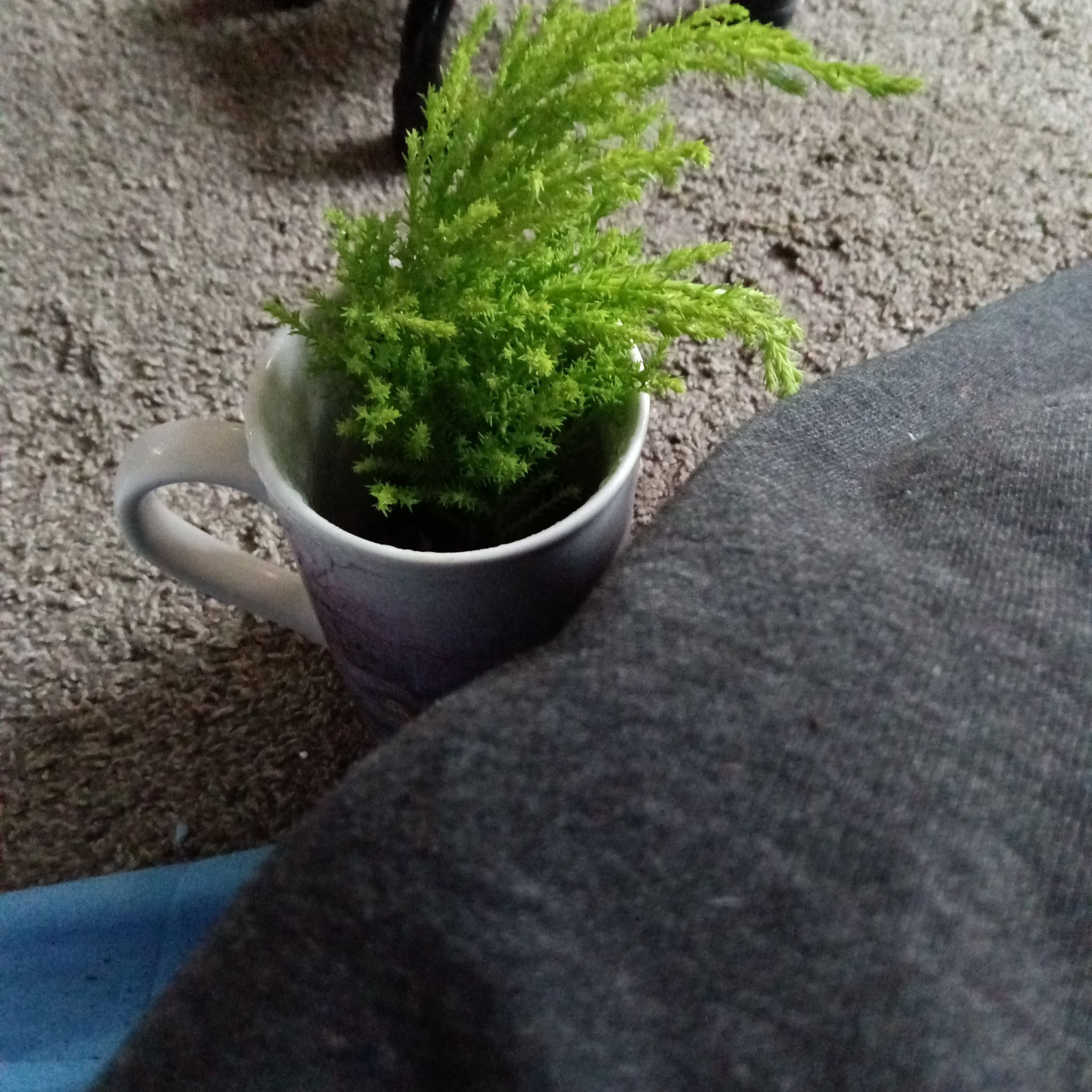 Photo of the plant species Lemon Cypress by @FireballMint named Harmony on Greg, the plant care app