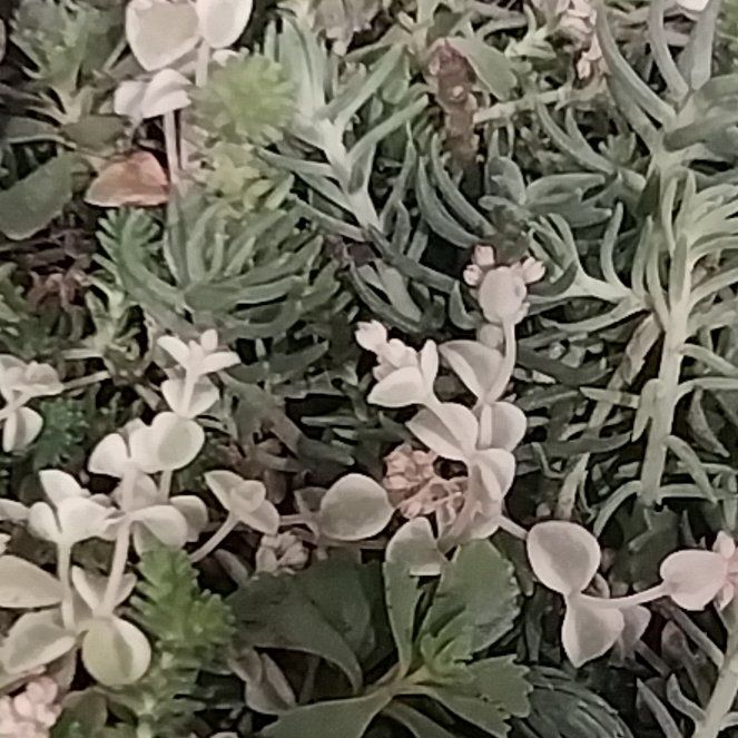 Photo of the plant species Spreading Phlox by @SpunkyBaybean19 named Cleopatra on Greg, the plant care app