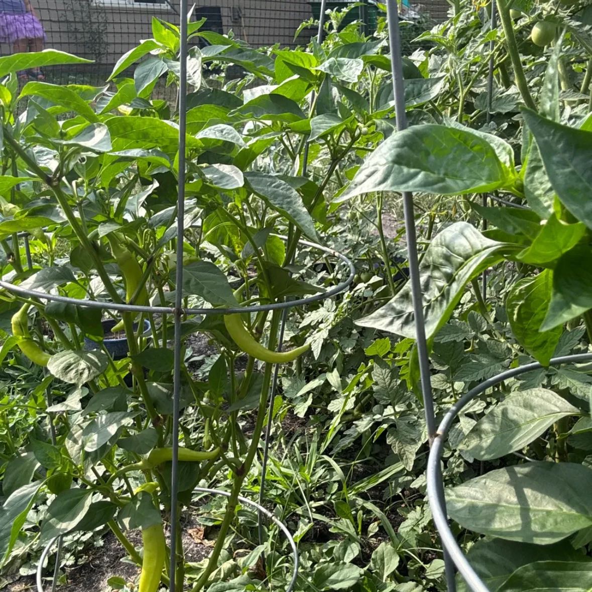 Photo of the plant species Sweet Banana Pepper by @NiceKatsura81 named Wall-E on Greg, the plant care app