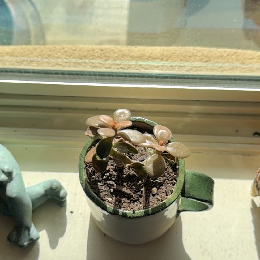 Captain Plant-it