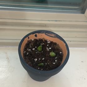 Photo of the plant species Burro's Tail by @AdeptMayten82 named Bodhi on Greg, the plant care app