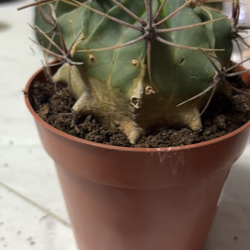 Photo of the plant species Sonora Barrel by @VipNapaea8 named Foxxy on Greg, the plant care app