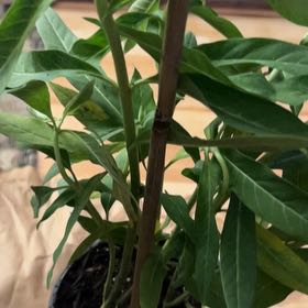 Photo of the plant species Scarlet Milkweed by @SisterRedbush8 named Kobe on Greg, the plant care app