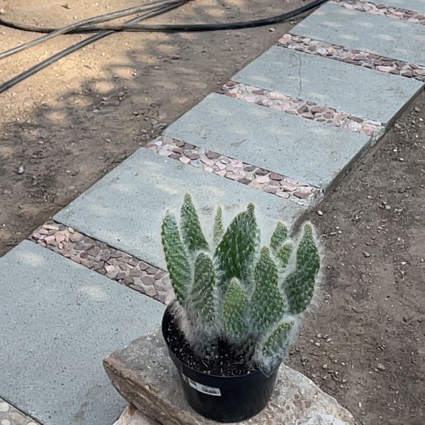 Photo of the plant species Prickly Pear Cactus by @SirSmearwort21 named Sproutacus on Greg, the plant care app