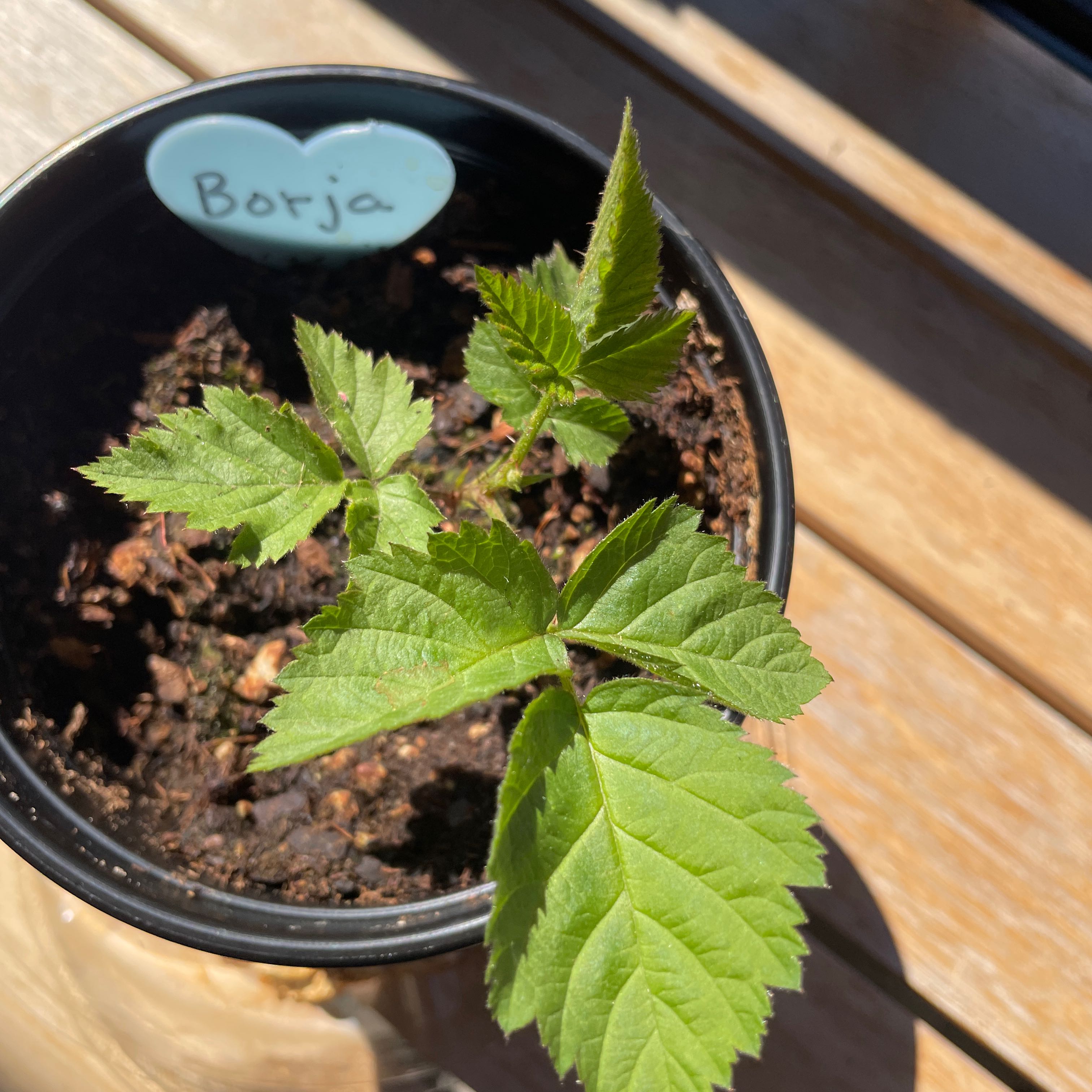 Photo of the plant species Boysenberry by @SacredFreesia89 named Borja on Greg, the plant care app