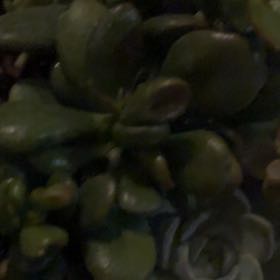 Photo of the plant species Oregon Stonecrop by @FitNoognug2 named Fernie Mac on Greg, the plant care app