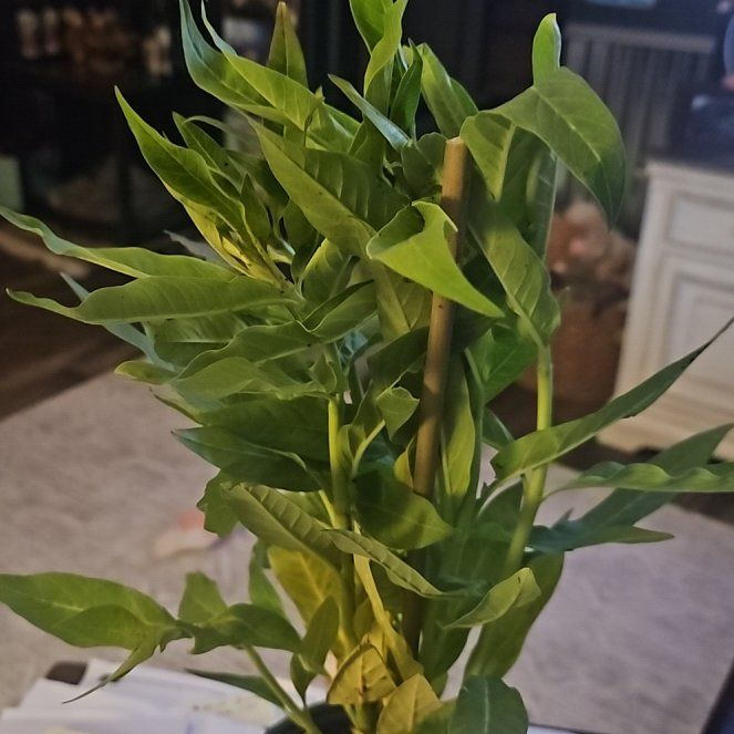 Photo of the plant species Scarlet Milkweed by @JocundTitoki27 named Silky Gold on Greg, the plant care app