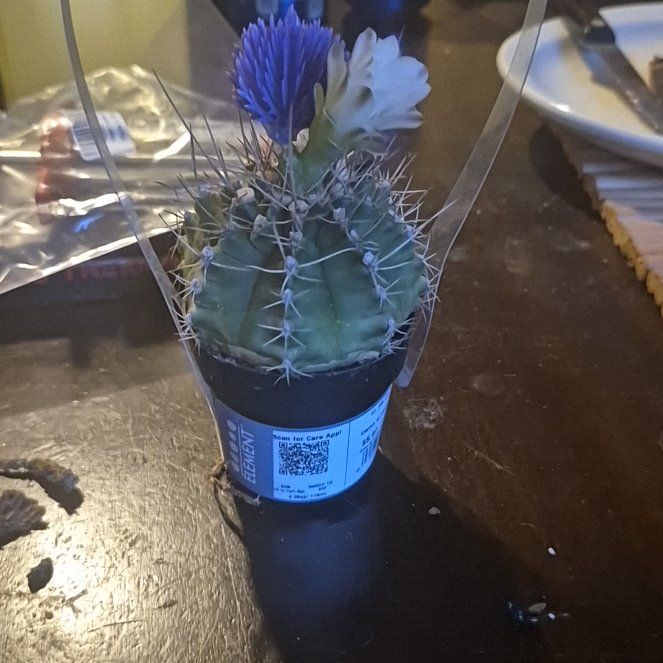 Photo of the plant species Assorted Cactus by @HeadTozzia78 named Marilyn on Greg, the plant care app