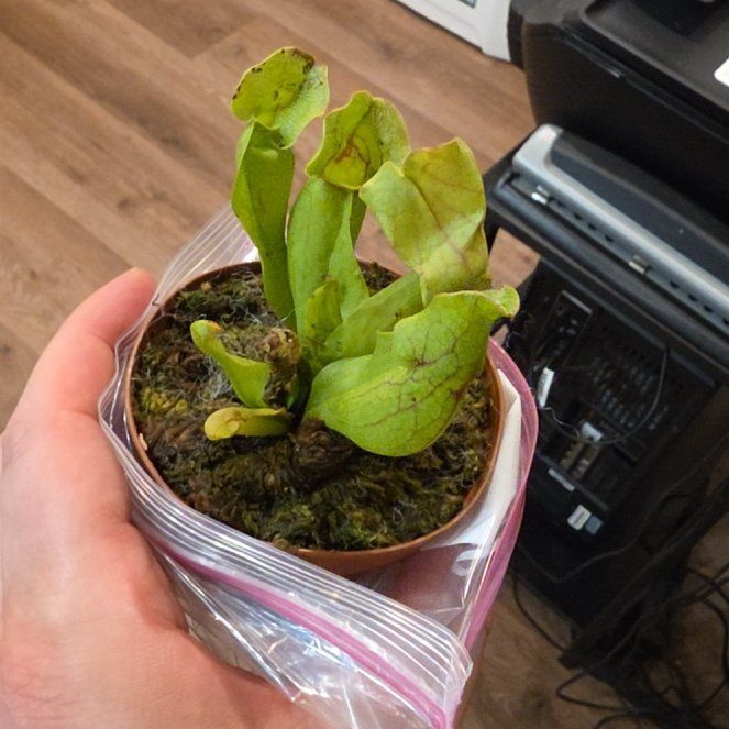 Photo of the plant species Purple Pitcher Plant by @TimelySuriana27 named Fernie Saunders on Greg, the plant care app