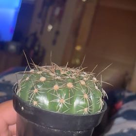 Photo of the plant species Miniature Barrel Cactus by @WholeRamshorn42 named Samantha on Greg, the plant care app