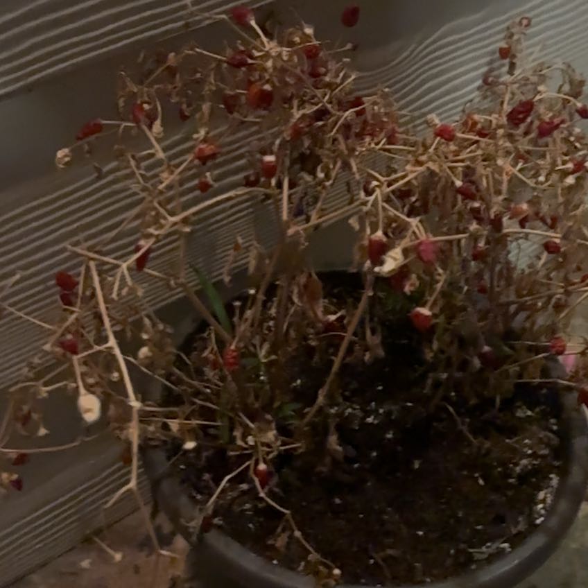 Photo of the plant species Pequin Peppers by @LucidSiricote96 named Naomi on Greg, the plant care app