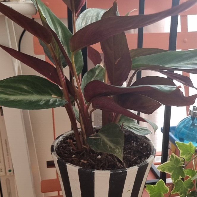Photo of the plant species Stromanthe sanguinea 'Tricolor' by @SmallfryAlula2 named Marilyn on Greg, the plant care app
