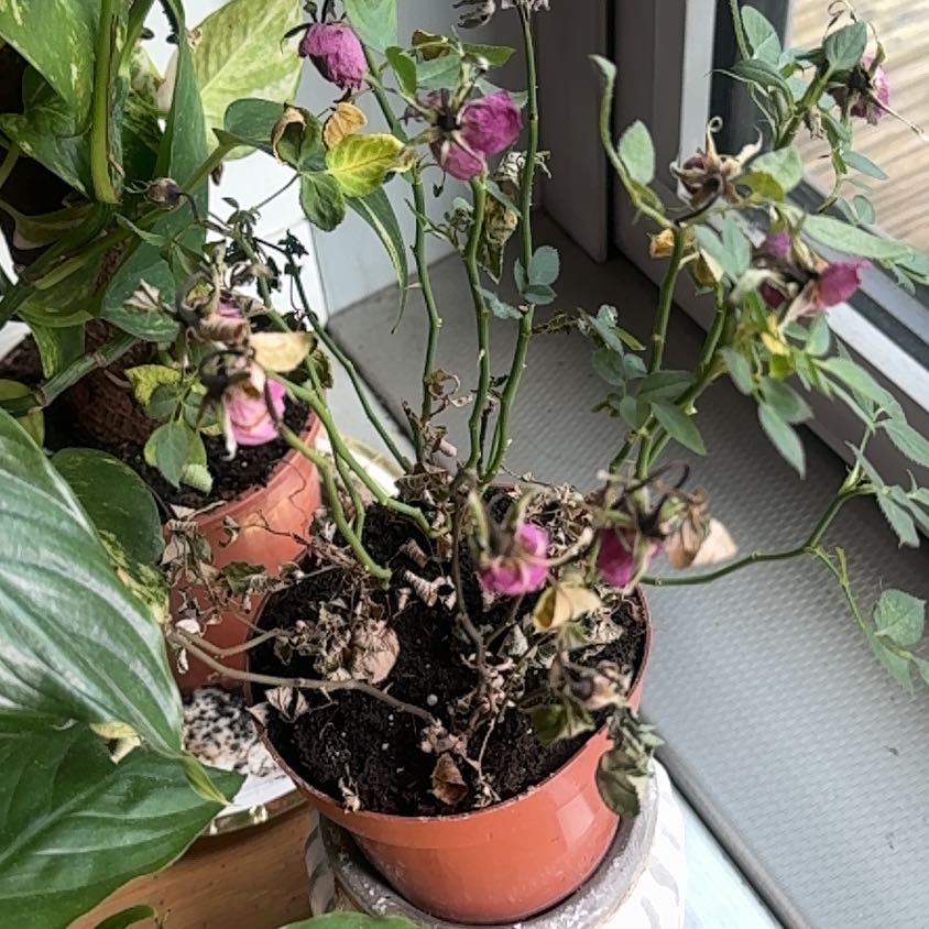Photo of the plant species Alpine Rose by @HeroineCoralpea named Nithin on Greg, the plant care app