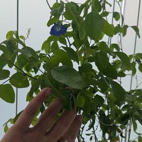 Photo of the plant species Asian Pigeonwings by @PremierCapeivy named Nemo on Greg, the plant care app