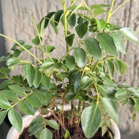 Photo of the plant species Curry Tree by @PremierCapeivy named Gaga on Greg, the plant care app