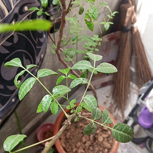 Photo of the plant species Brazilian Peppertree by @GoldAgave59 named Hemingway on Greg, the plant care app