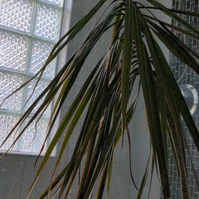 Photo of the plant species Madagascar Dragon Tree by @SportiveChia45 named Cerebus on Greg, the plant care app