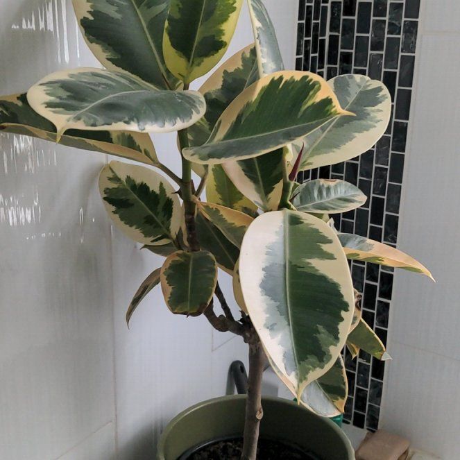 Photo of the plant species Rubber Plant by @SportiveChia45 named Tineke on Greg, the plant care app