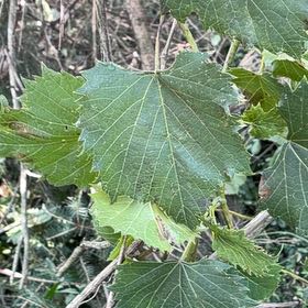 Photo of the plant species Muscadine Grape by @IntrepidOkra80 named Aria on Greg, the plant care app