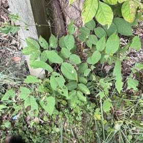 Photo of the plant species Persian Walnut by @IntrepidOkra80 named Tupot amaroot on Greg, the plant care app