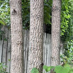 Photo of the plant species Western Hackberry by @IntrepidOkra80 named Sherlock on Greg, the plant care app