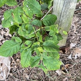 Photo of the plant species American Ash by @IntrepidOkra80 named Gates on Greg, the plant care app
