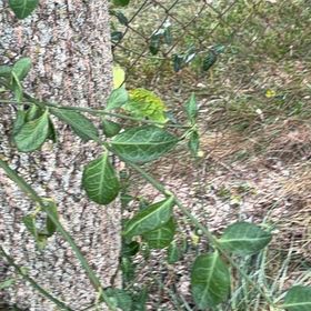Photo of the plant species Fortune's Spindle by @IntrepidOkra80 named Nemo on Greg, the plant care app