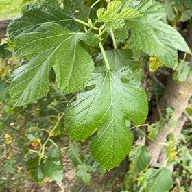 Photo of the plant species White Mulberry by @IntrepidOkra80 named Fernie Mac on Greg, the plant care app