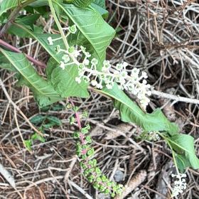 Photo of the plant species American Pokeweed by @IntrepidOkra80 named Fernie Saunders on Greg, the plant care app