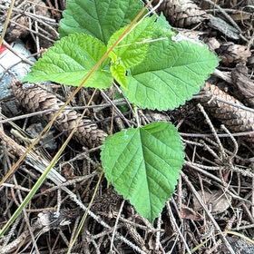 Photo of the plant species Crabweed by @IntrepidOkra80 named Leaf Erickson on Greg, the plant care app