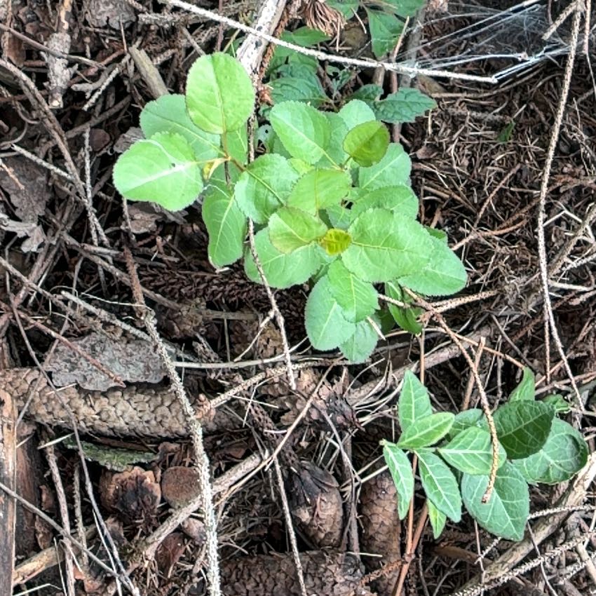 Photo of the plant species Laurustinus by @IntrepidOkra80 named Willow on Greg, the plant care app