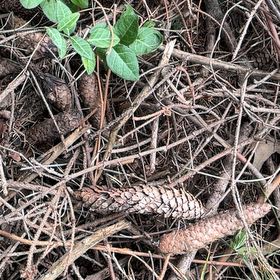 Photo of the plant species Goodyera Pubescens by @IntrepidOkra80 named Kesha on Greg, the plant care app