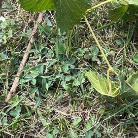 Photo of the plant species Concord Grape by @IntrepidOkra80 named Harmony on Greg, the plant care app
