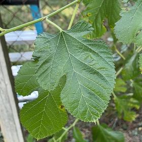 Photo of the plant species White Mulberry by @IntrepidOkra80 named Planty on Greg, the plant care app