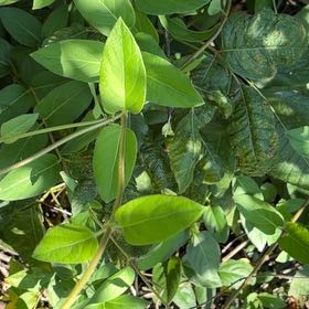 Photo of the plant species Japanese Honeysuckle by @IntrepidOkra80 named Beyonce on Greg, the plant care app