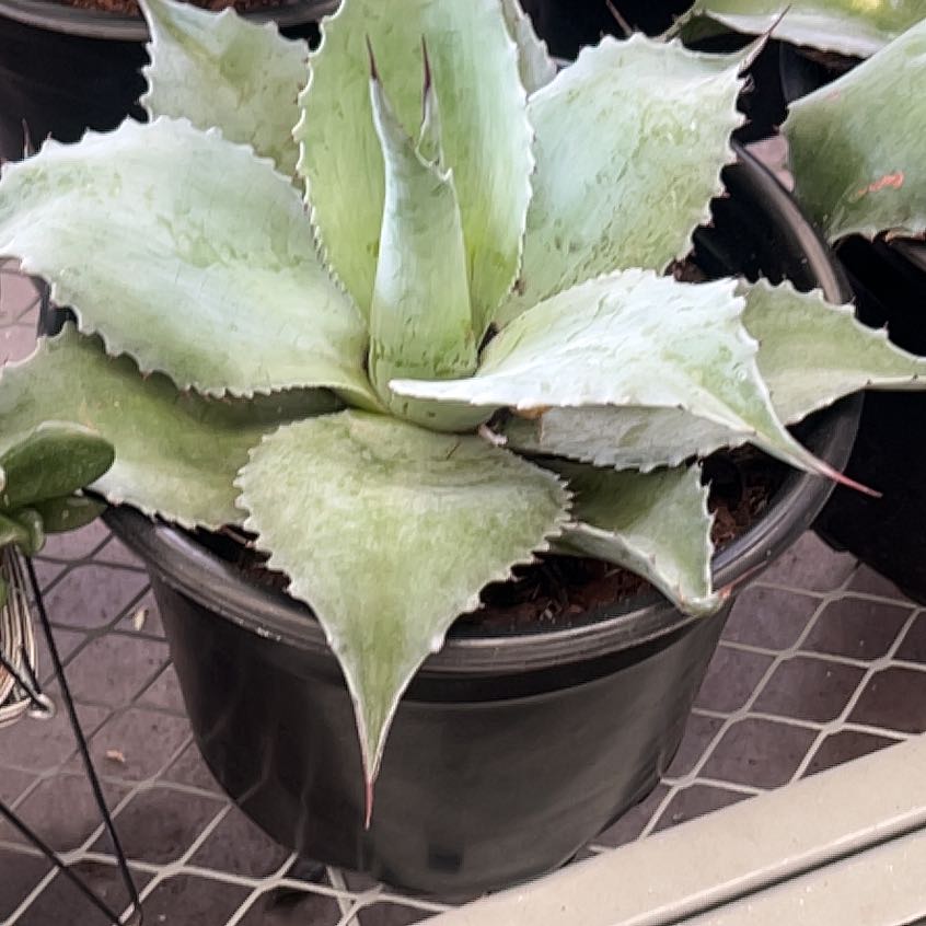 Photo of the plant species Butterfly Agave by @RealHeather88 named Gobi on Greg, the plant care app