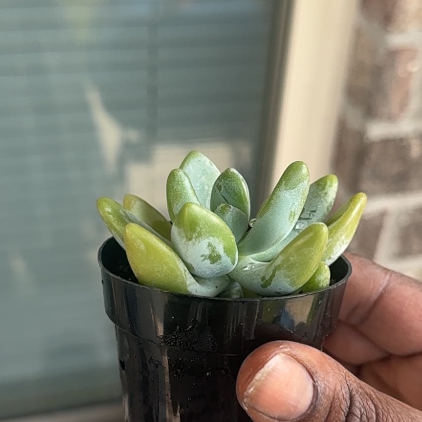 Photo of the plant species Succulent by @CuteTarbush45 named Scarlett on Greg, the plant care app