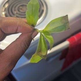 Photo of the plant species Asiatic Dayflower by @CuteTarbush45 named Queen on Greg, the plant care app