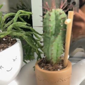 Photo of the plant species Euphorbia horrida by @TenableLychee86 named Surya on Greg, the plant care app