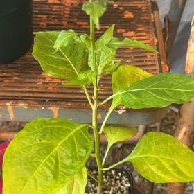 Photo of the plant species Chili Pepper by @GemPlanera77 named Shakira on Greg, the plant care app