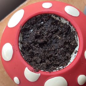 Photo of the plant species Jack Be Little Pumpkin by @GourmetCarrot16 named Sage on Greg, the plant care app