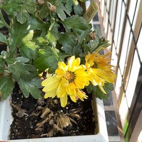 Photo of the plant species Verbesina Encelioides by @VipMakura68 named Doja Cat on Greg, the plant care app
