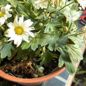 Photo of the plant species Ox-Eye Daisy by @VipMakura68 named Scarlett on Greg, the plant care app