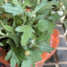 Photo of the plant species Mugwort by @VipMakura68 named Rainier on Greg, the plant care app