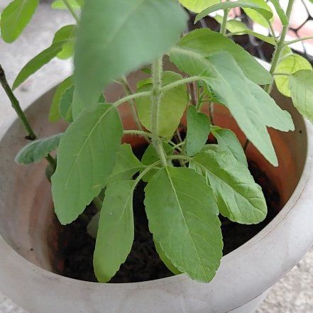 Photo of the plant species Holy Basil (Tulsi) by @TryWildtea49 named Coco on Greg, the plant care app