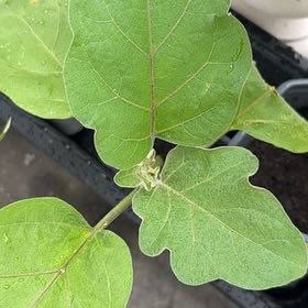 Photo of the plant species Eggplant by @SubtlePlanty32 named Scarlett on Greg, the plant care app